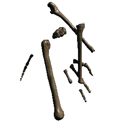 Skeleton Bones02