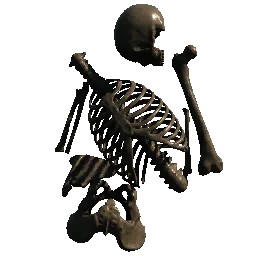 Skeleton Bones03