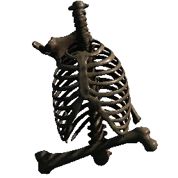 Skeleton Upper Torso03