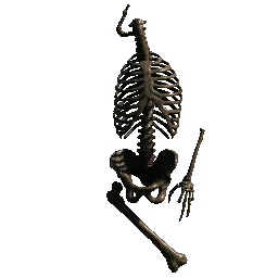 Skeleton Trunk01